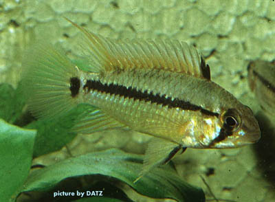 Apistogramma ortmanni